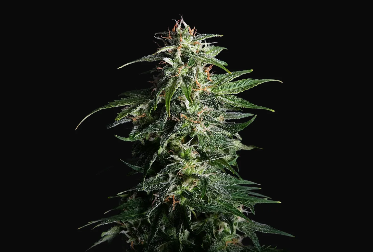 Swiss Dream Auto CBD