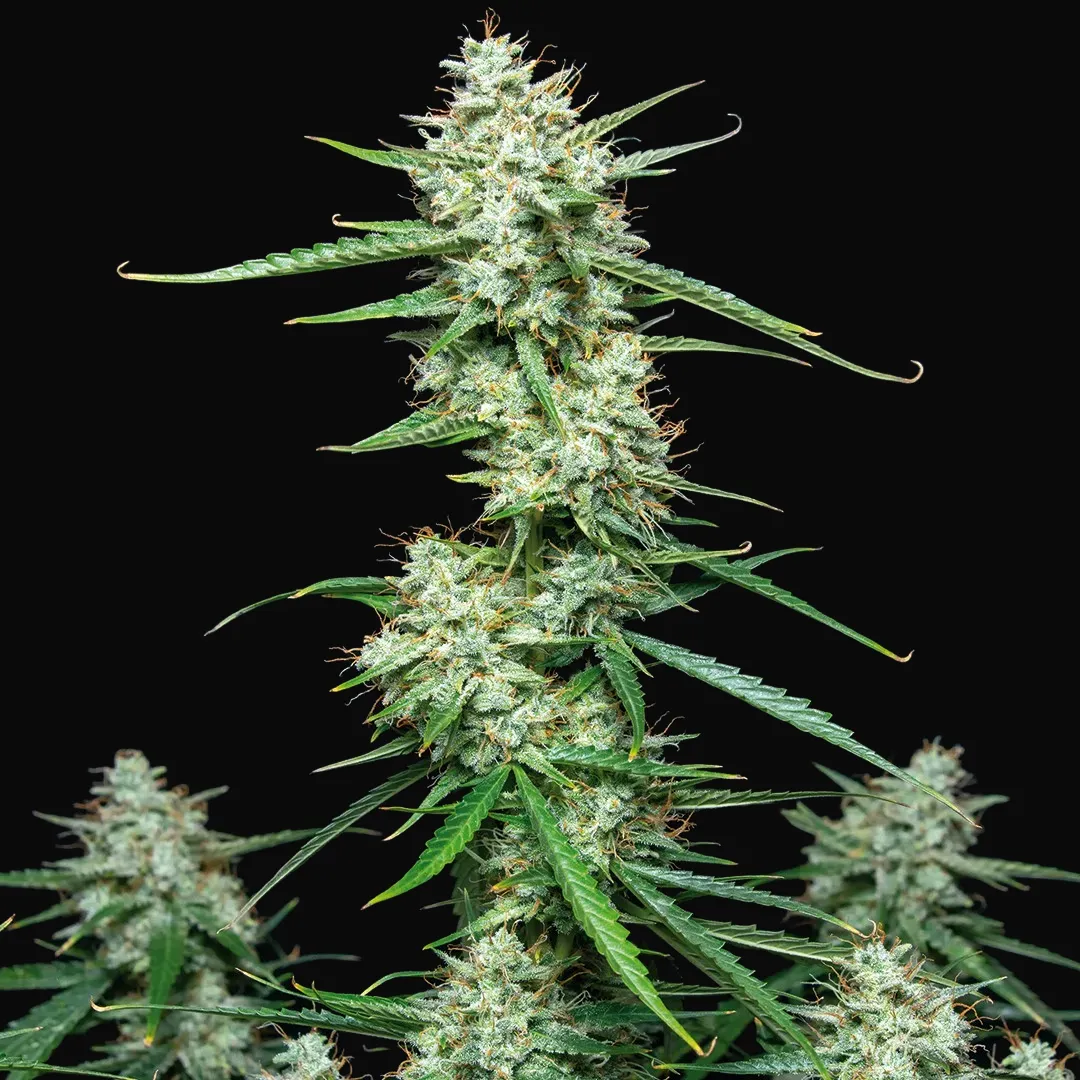 Syrup Auto