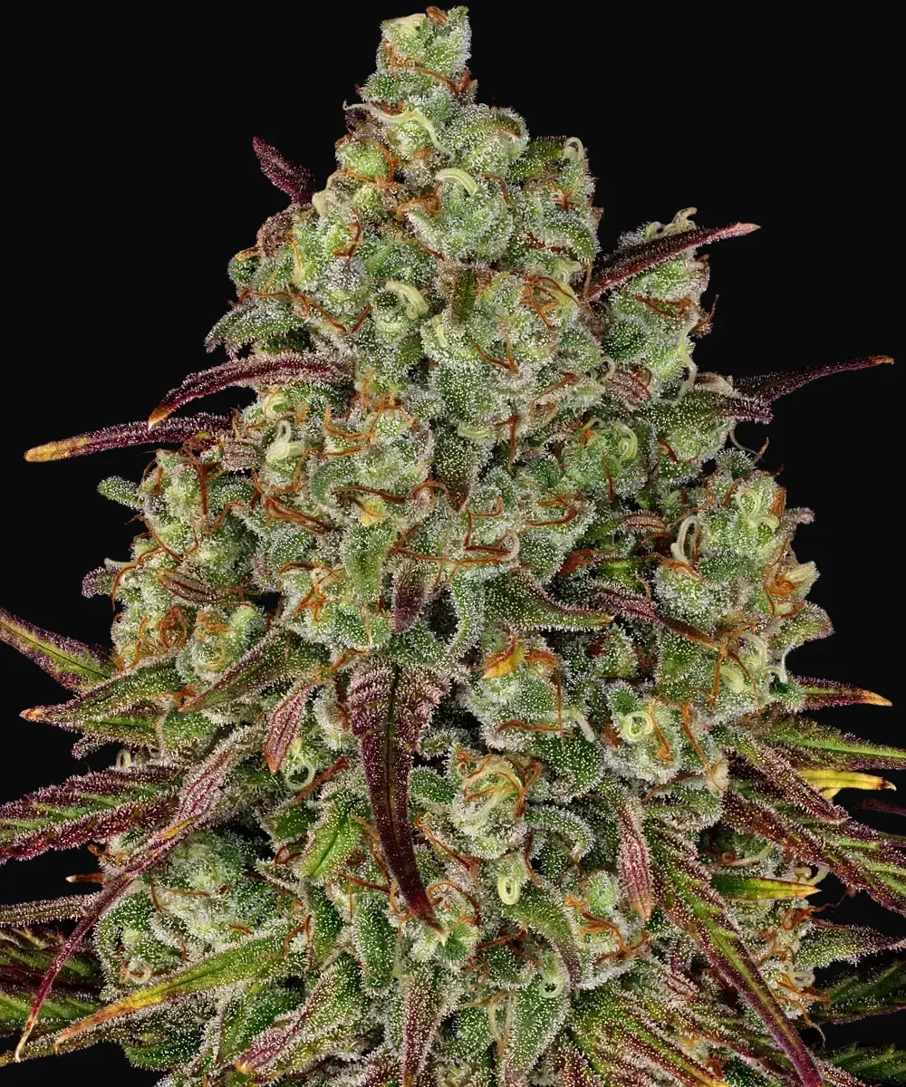 Tangerine Dream