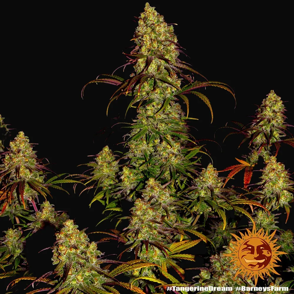 Tangerine Dream