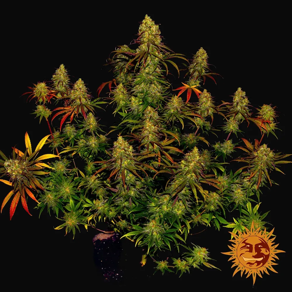 Tangerine Dream
