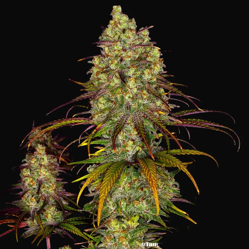 Tangerine Dream