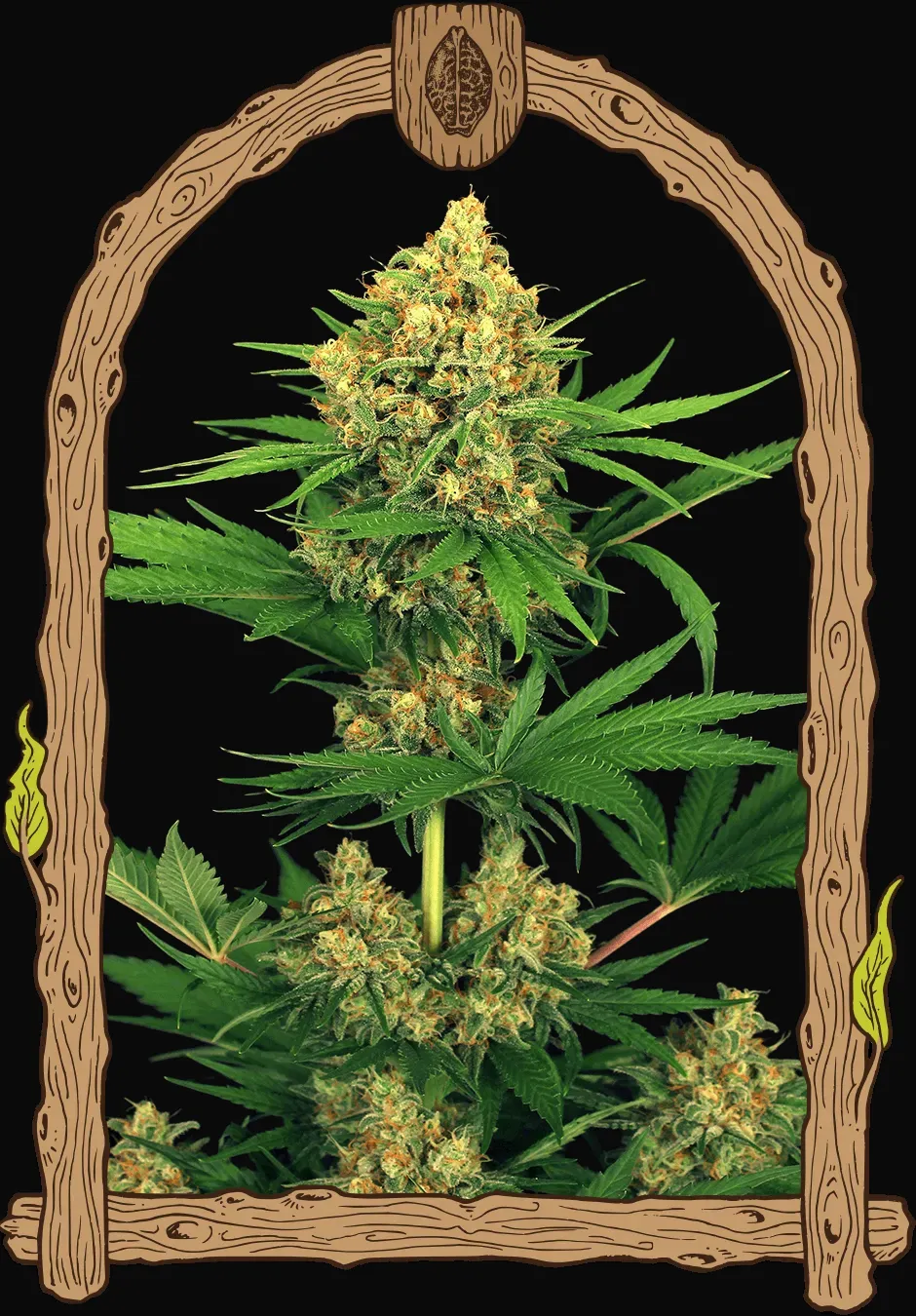 Tangerine Kush