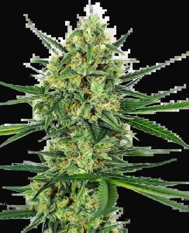 Tangerine Sugar Feminized