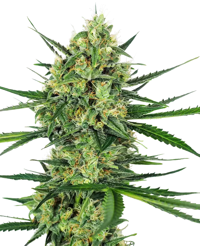 Tangerine Sugar Feminized
