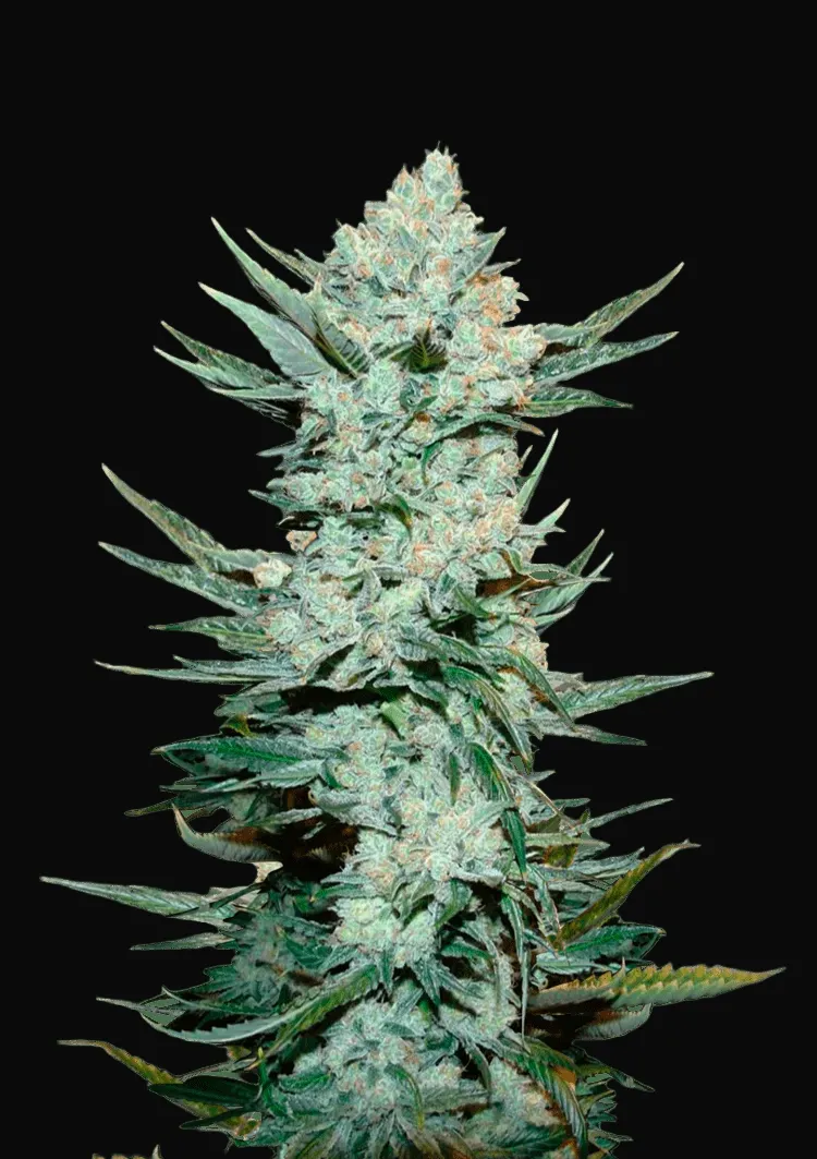 Tangie Auto