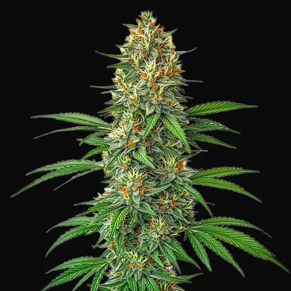 Tangie Autoflower