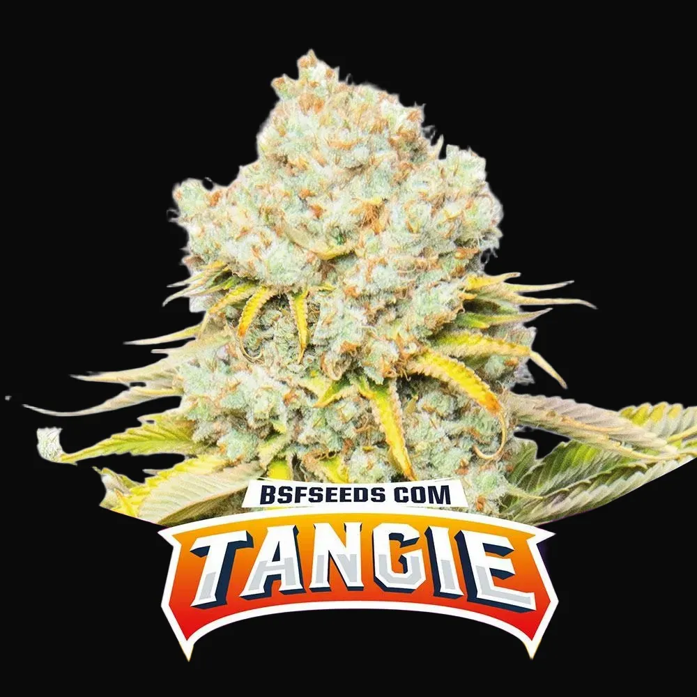 Tangie