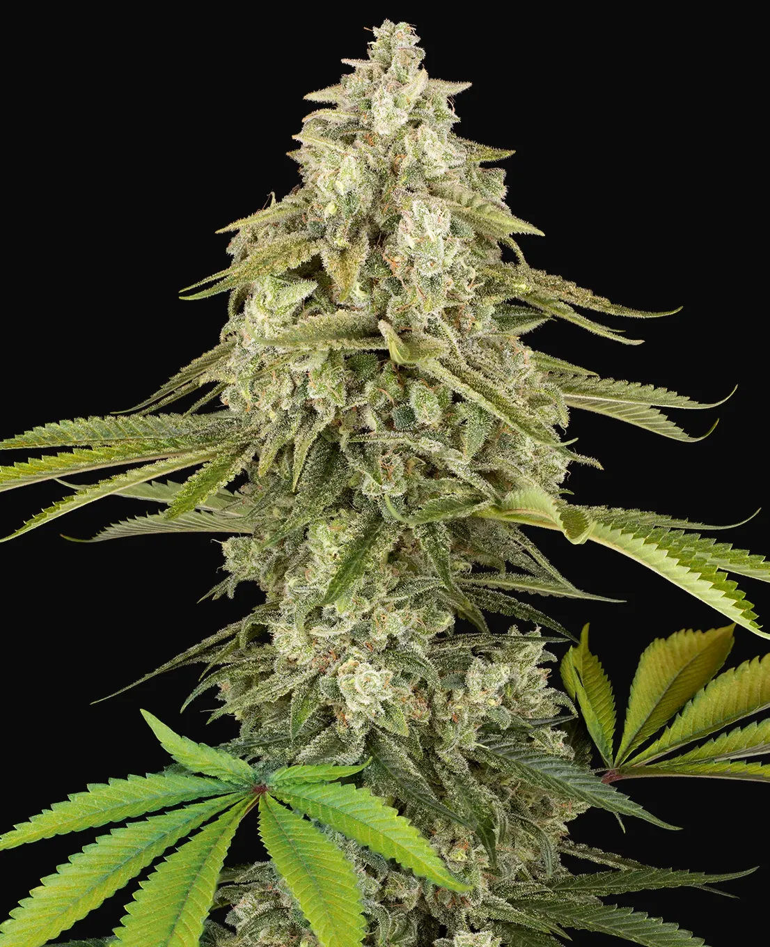 Tangie Jungle Juice Feminized