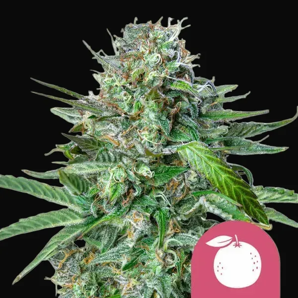 Tangie