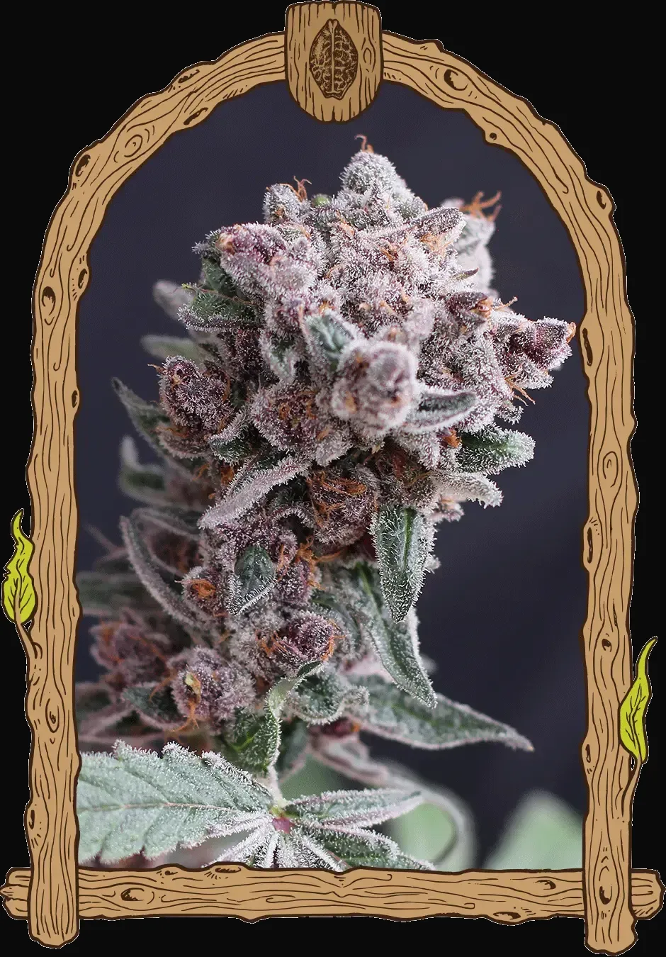 Tangie Smasher Auto
