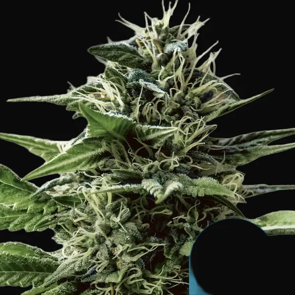 Tatanka Pure CBD