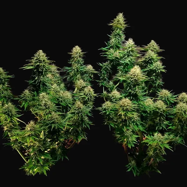 Tatanka Pure CBD