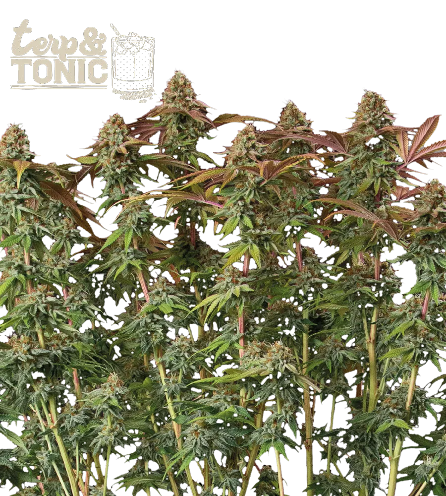 Terp & Tonic Auto