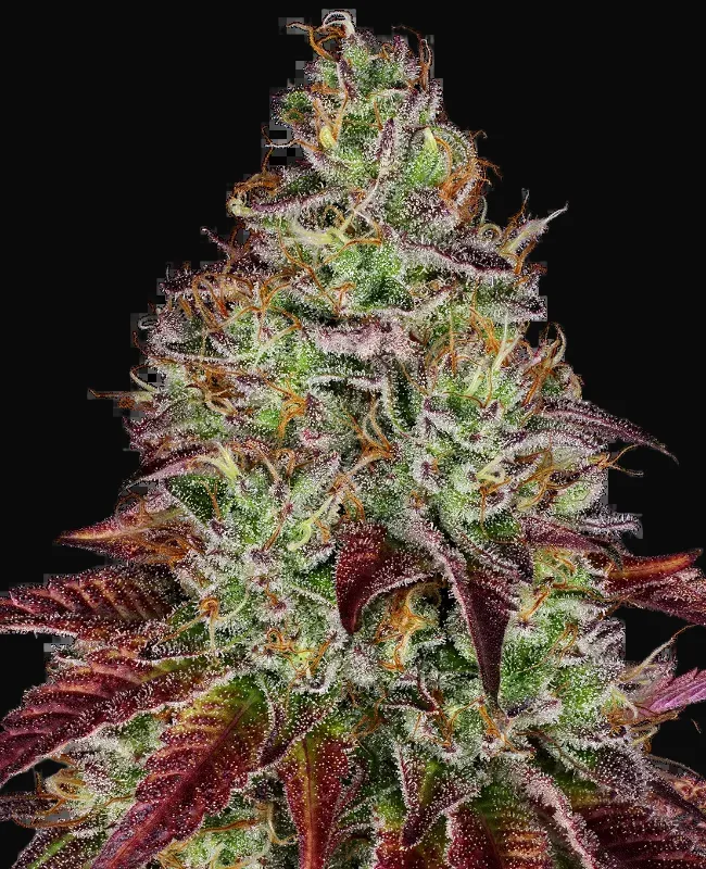 Tezla OG Feminized