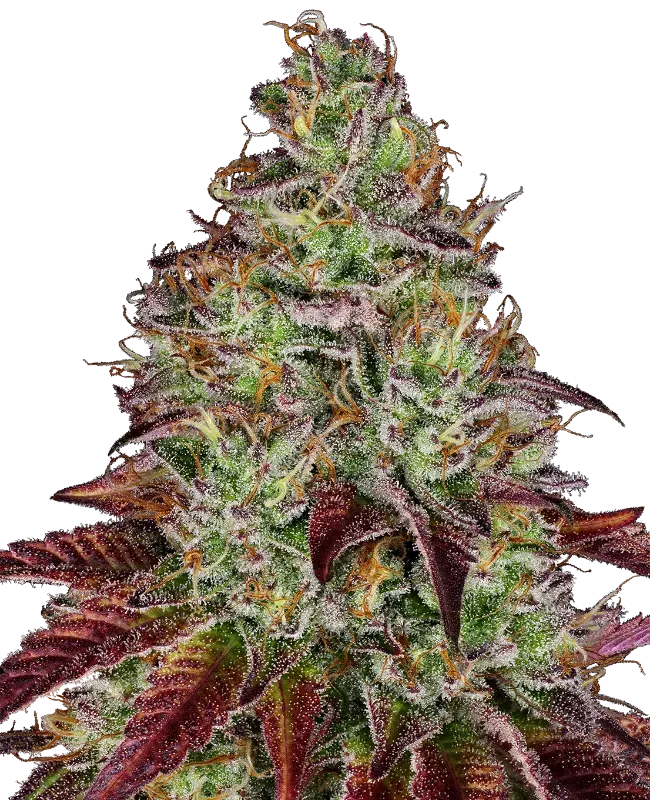 Tezla OG Feminized