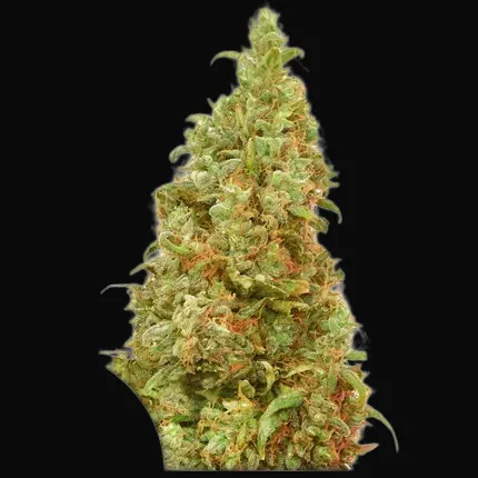 THC-Victory