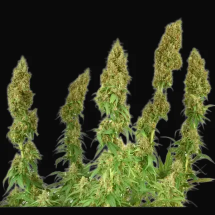 THC-Victory