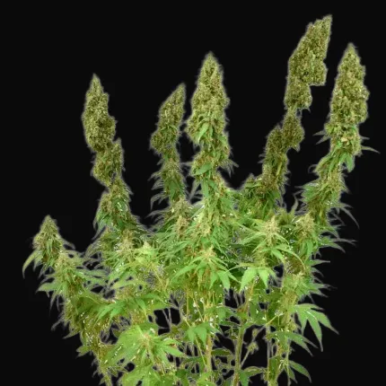 THC-Victory