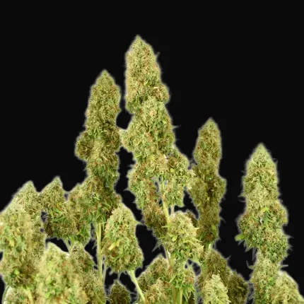 THC-Victory