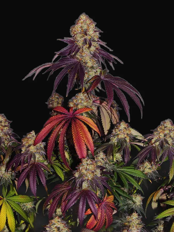The Bulldog Gelato 17