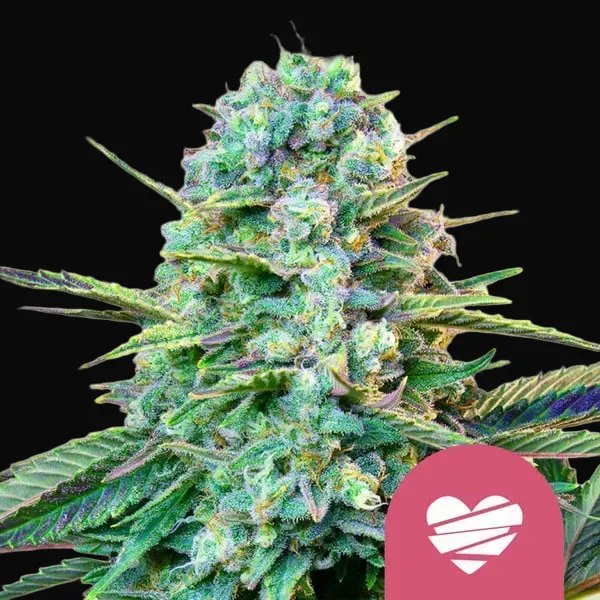 The Energy Pack
