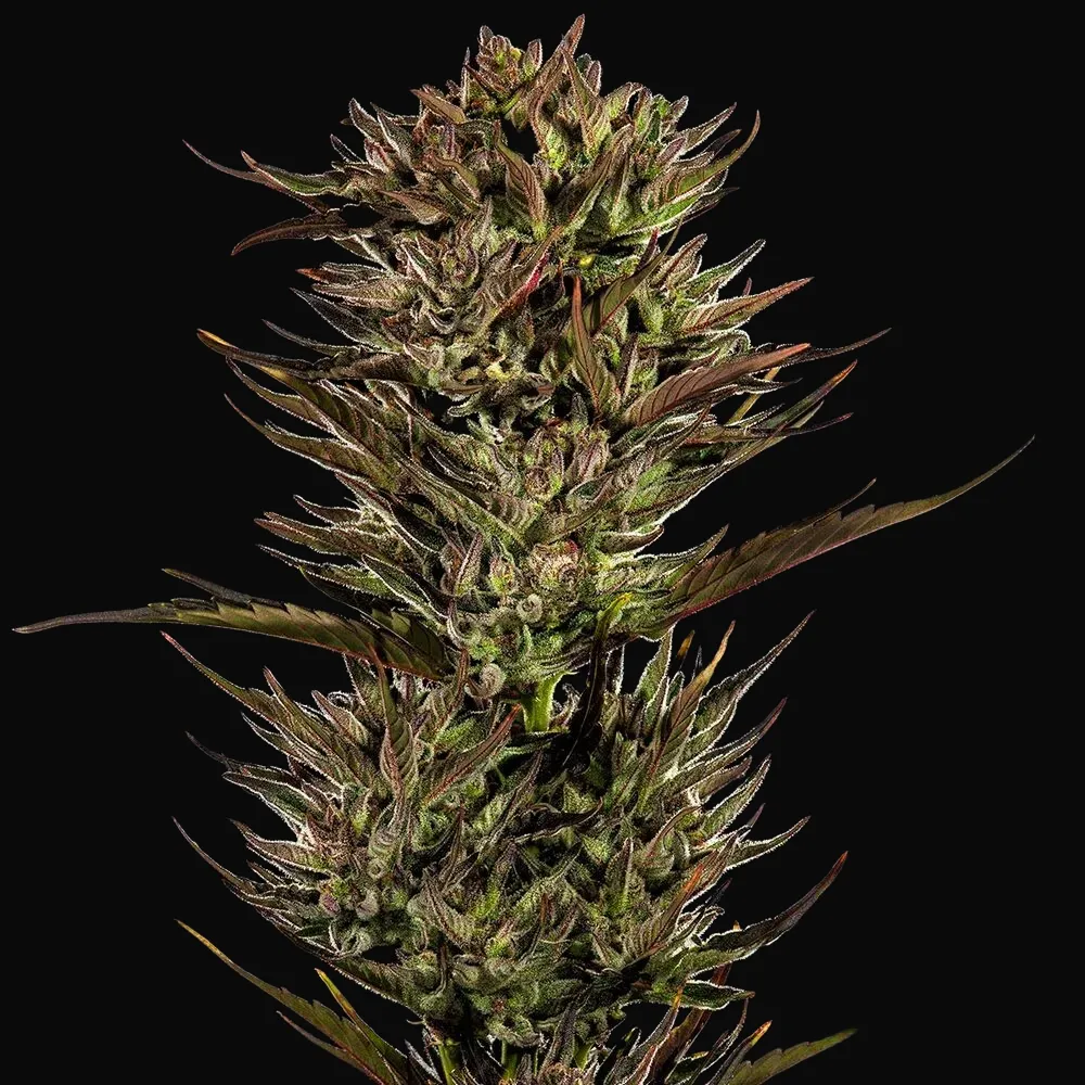 Thin Mint x Sour Pinot Auto