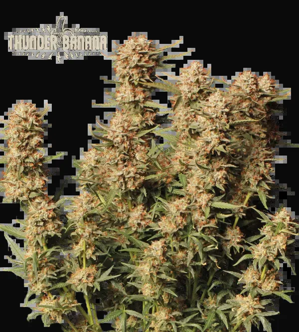 Thunder Banana Auto