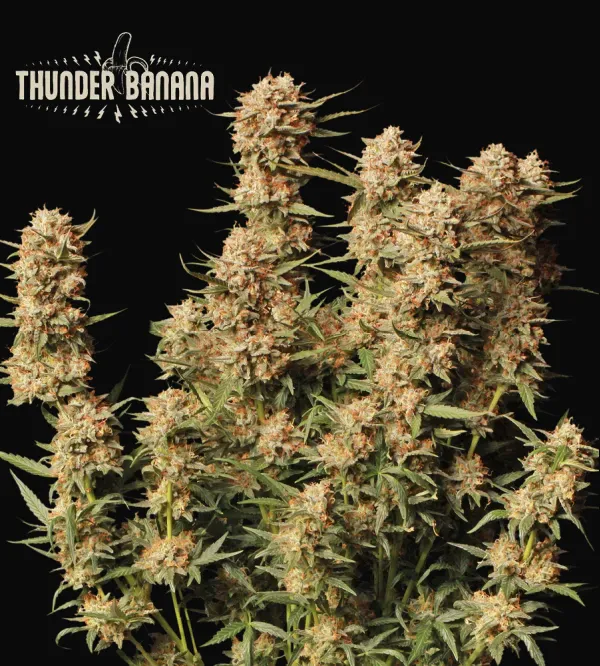 Thunder Banana Auto