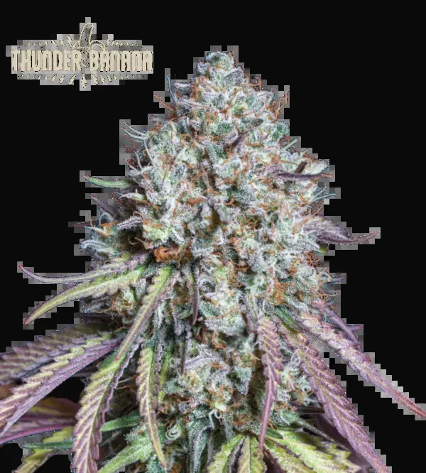 Thunder Banana