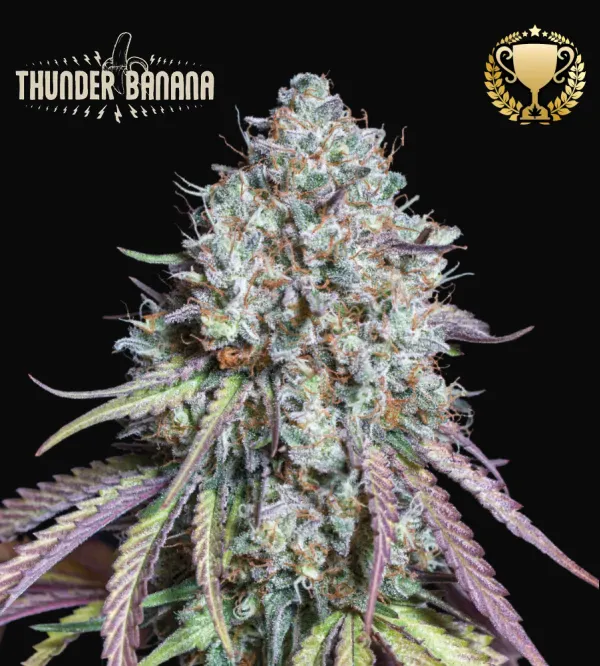Thunder Banana