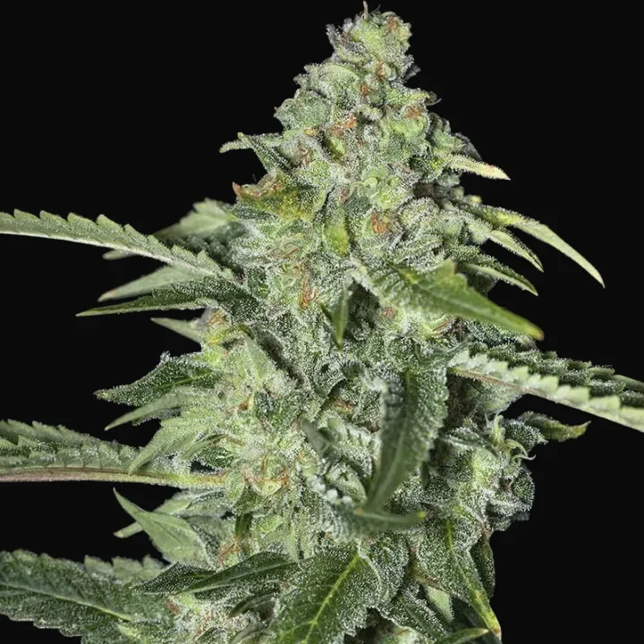 TNT Kush CBD