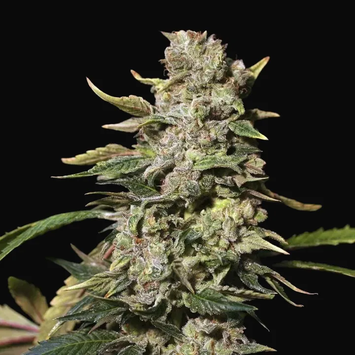 TNT Kush