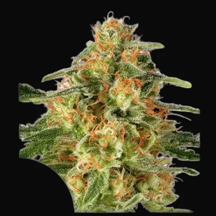 TnT Trichome