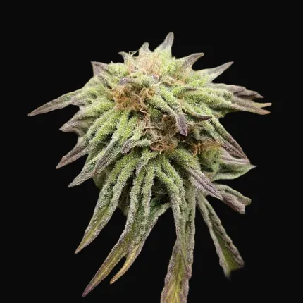 TnT Trichome