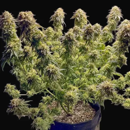 TnT Trichome