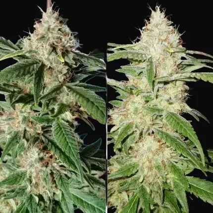 TnT Trichome