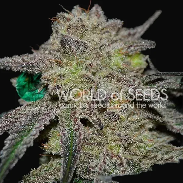 Tonic Ryder CBD