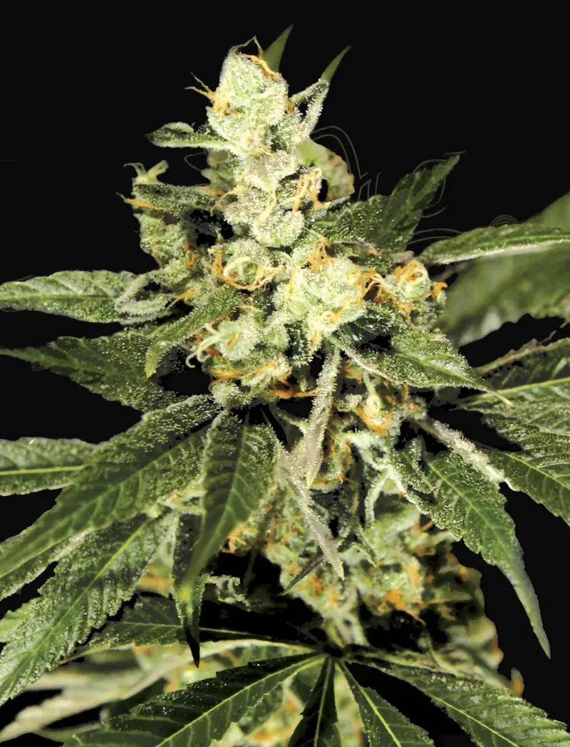 Train Wreck