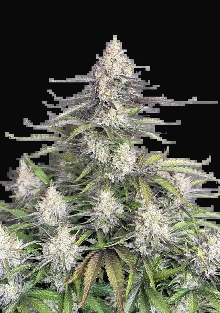 Trainwreck Auto