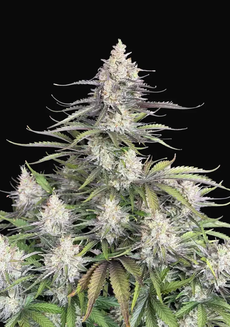 Trainwreck Auto