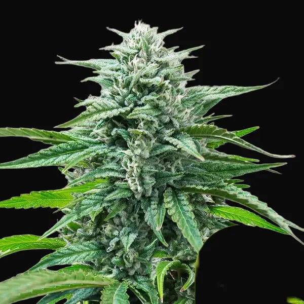 Trainwreck Auto