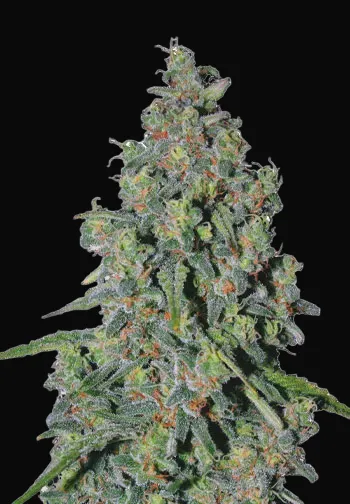 Trainwreck Auto
