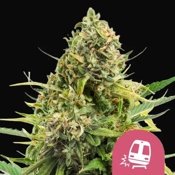 Trainwreck