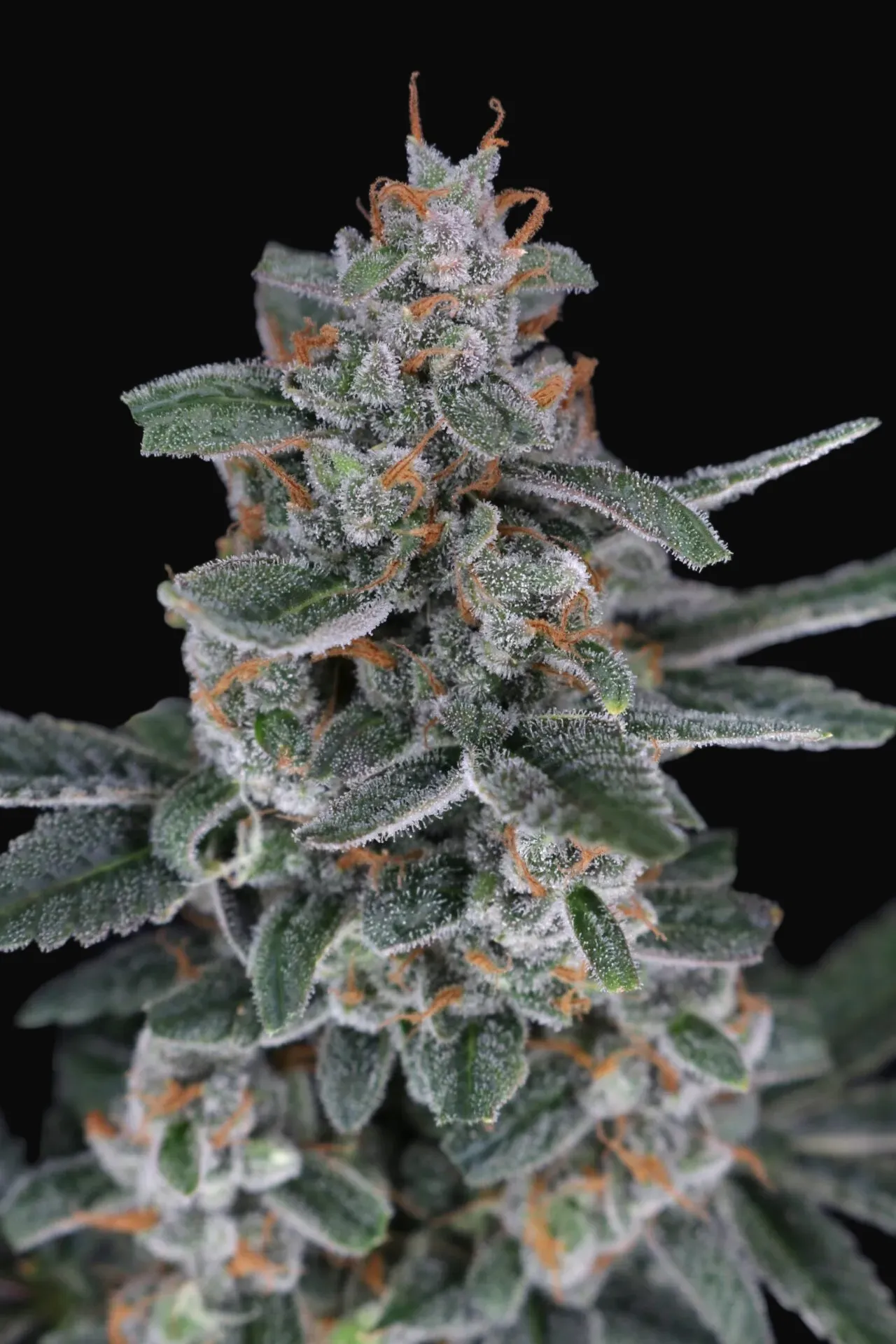 Tri-Whip Kush Auto