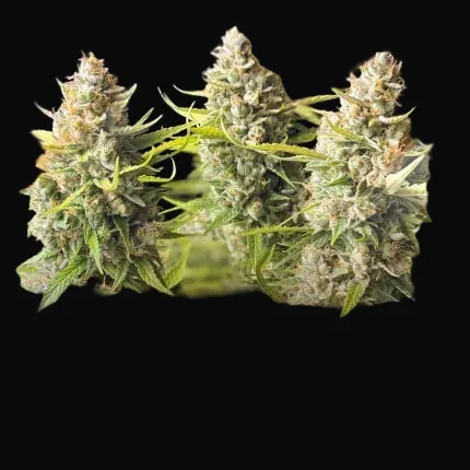 Trial Pack Autoflower