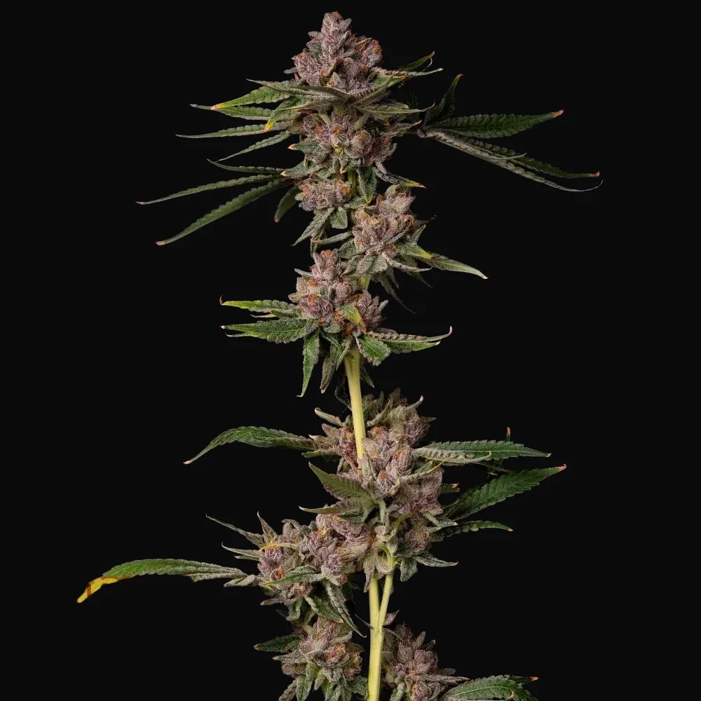 Triangle Lemon Cherry