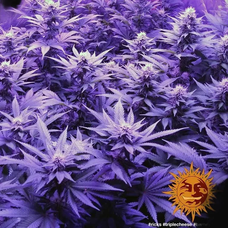 Triple Cheese