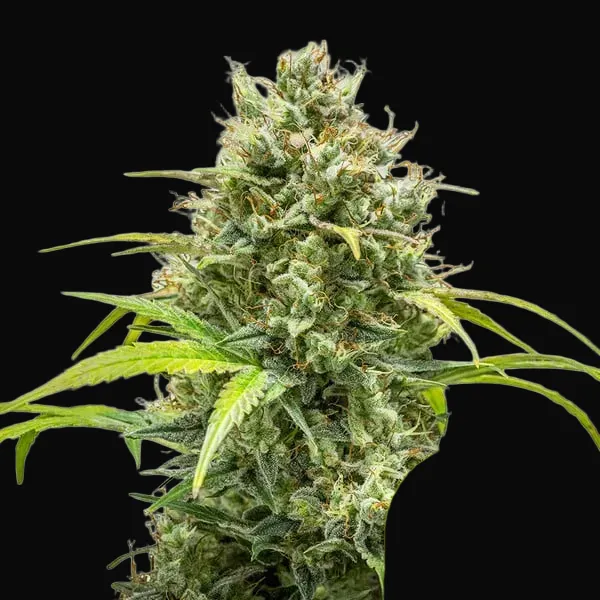 Triple G Auto