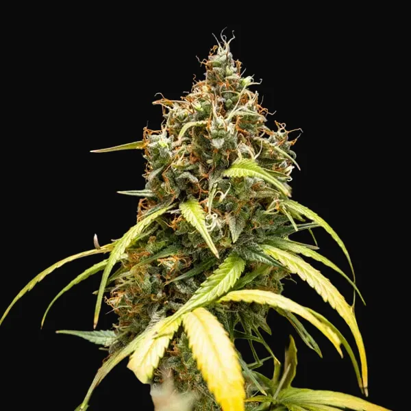 Triple G Auto